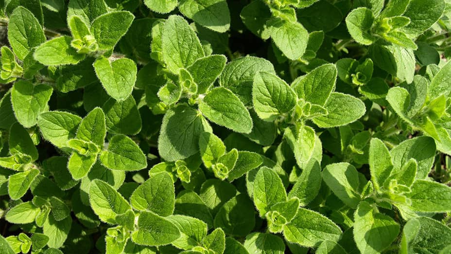 Aceite de orégano propiedades y beneficios naturales