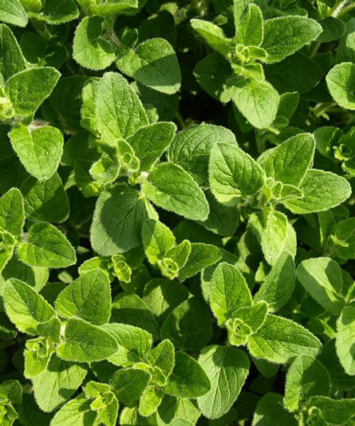 Aceite de orégano: beneficios antimicrobianos, antioxidantes y más