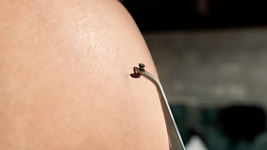 Apiterapeuta en NaturWolf