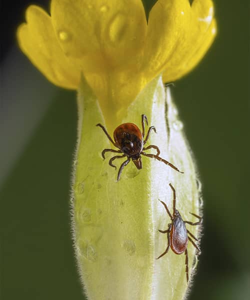 Enfermedad de Lyme: Causas y síntomas
