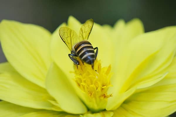 Comprar abejas vivas para apiterapia