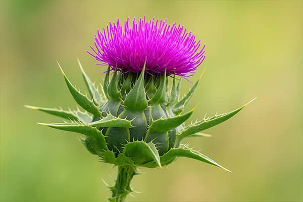 Extracto natural de silimarina, cardo mariano