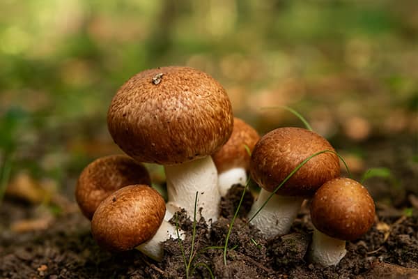 Extracto Champiñón del Sol