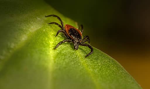 Tratamiento natural para la artritis en NaturWolf