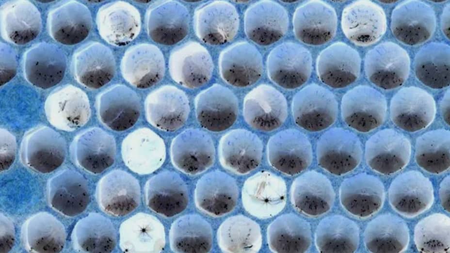 Larvas de Zánganos y Leche de Zángano: Propiedades y Beneficios