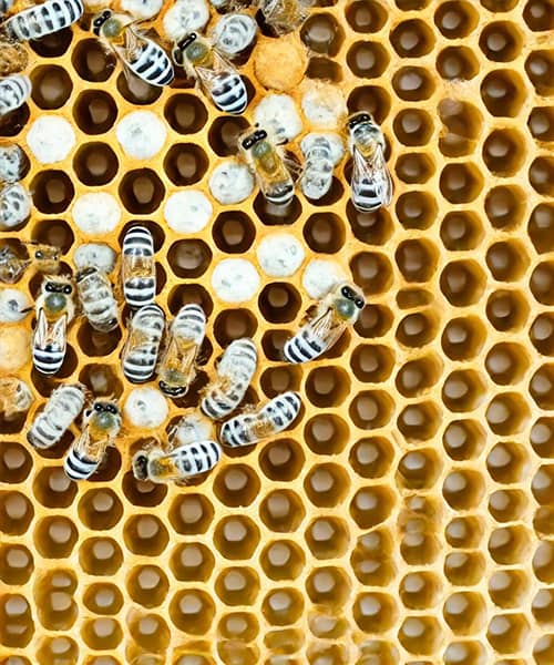 Larvas de Zánganos y Leche de Zángano: Propiedades y Beneficios