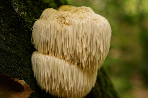 Extracto de Melena de León