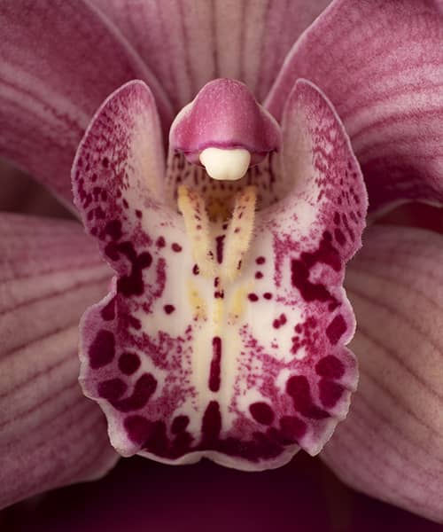 Equilibra tus hormonas de forma natural con fitoterapia