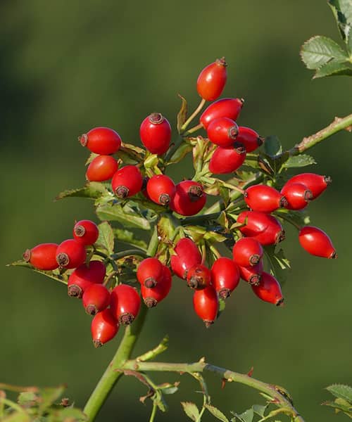 Propiedades y Contraindicaciones del Escaramujo, fruto de la Rosa Canina