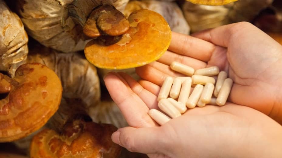 Setas Medicinales y Sus Propiedades