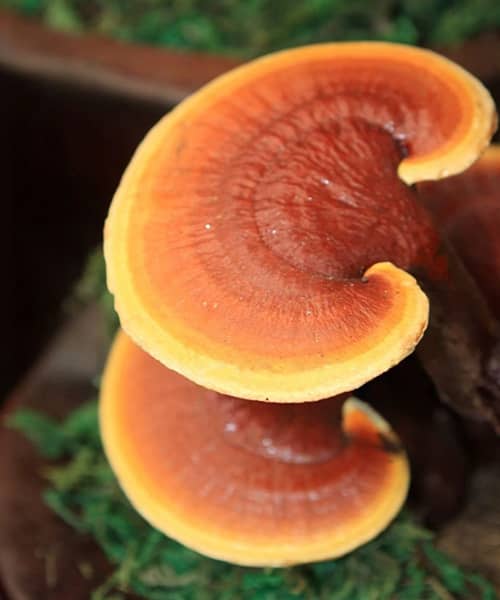 Propiedades y Beneficios de los Hongos Medicinales