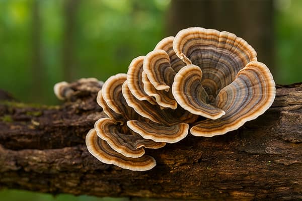 Extracto de Turkey Tail